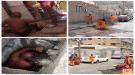 حملات تصحيح بيئي تشهدها التواهي والمأمور رياض حسن يراقب سير أدائها ...